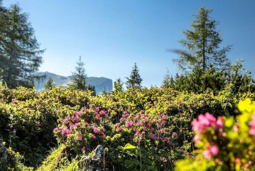 Wanneer alpenrozen bloeien, is de zomer niet ver weg