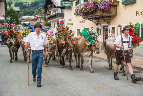 Kühe gehen durchs Dorf
