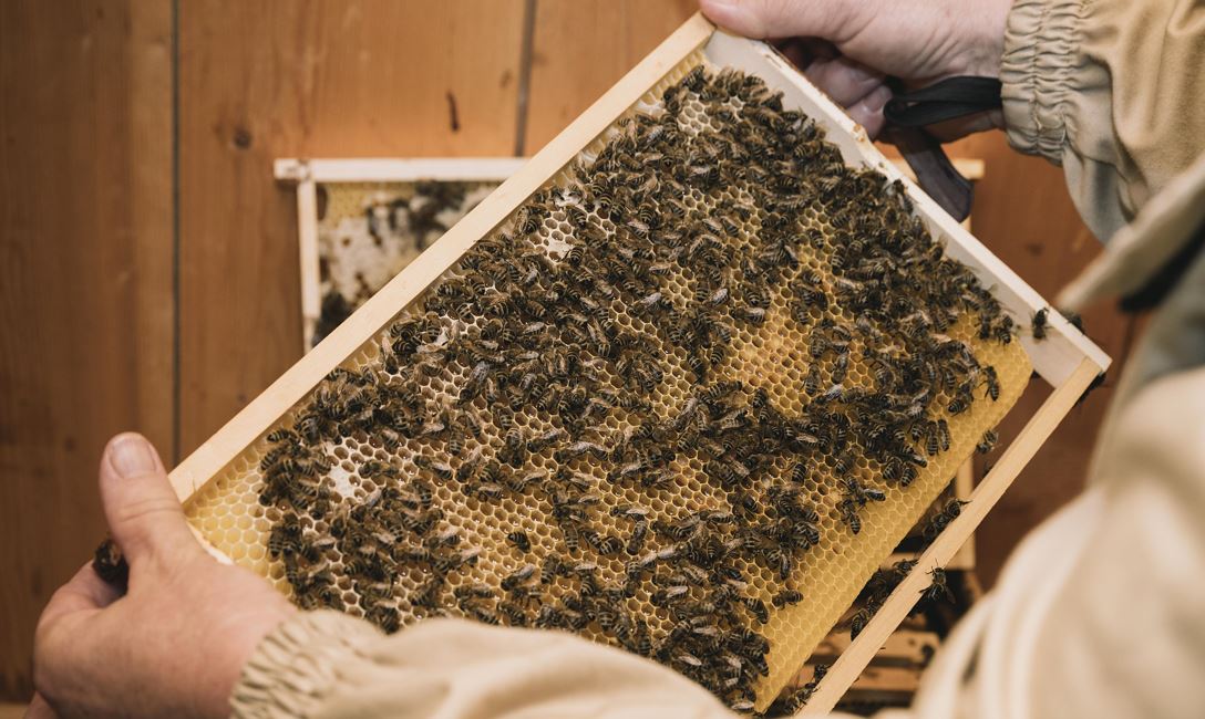 Führung Bienenlehrpfad