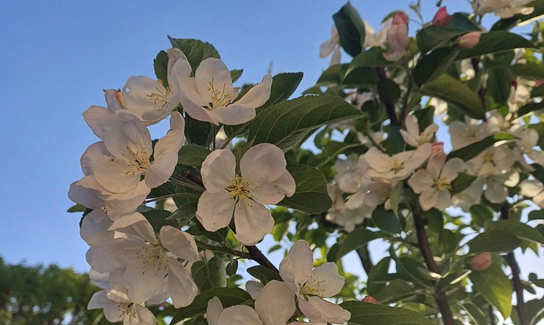 Obstbaum