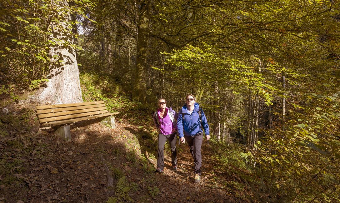 Wald @Region Hohe Salve - Hannes Dabernig