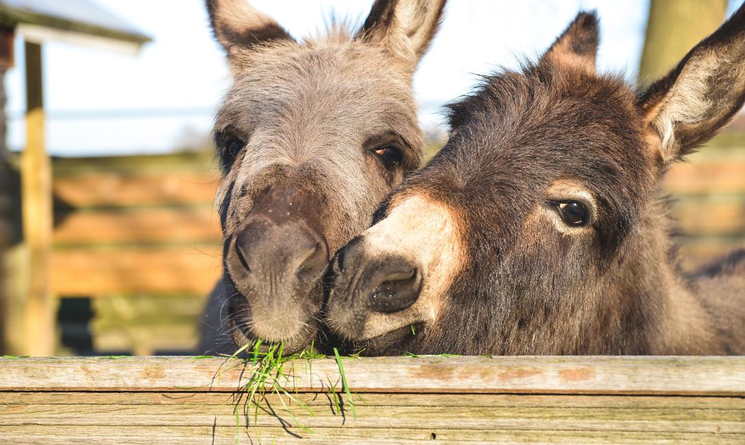 Esel- und Lamawanderung (c)Shutterstock