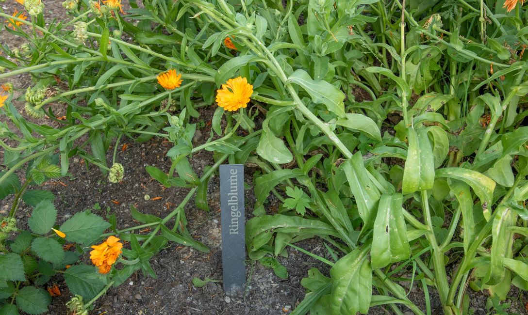 Sommerwiese Kirchdorf