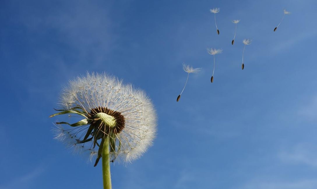 Pusteblume