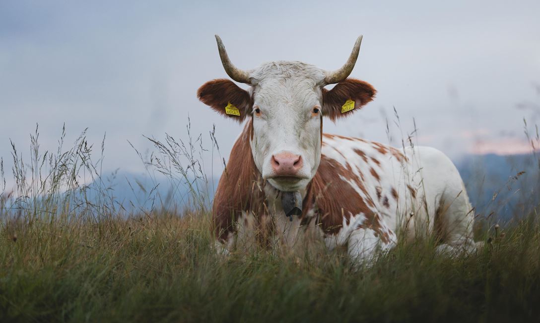 Simmental-cattle show in Westendorf