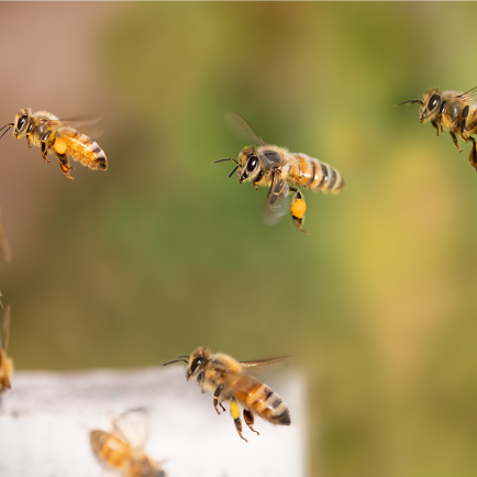 Bienenfest