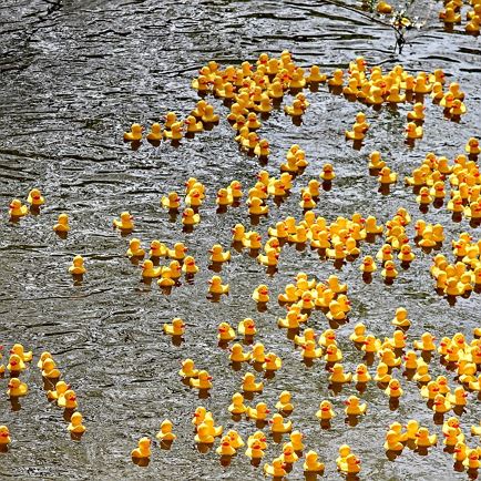 ‘Dorfbachi-Challenge’ - The legendary Duck Race