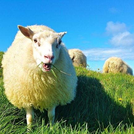 Family and children's programme: From sheep to wool