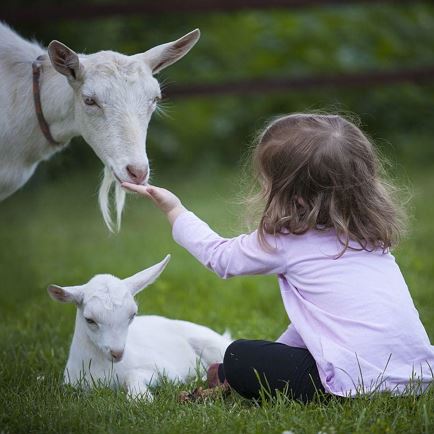 Family and children's programme: Goat time