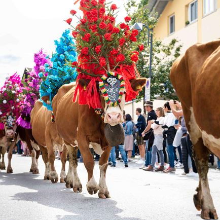 Alpine Cattle Drive in Hopfgarten