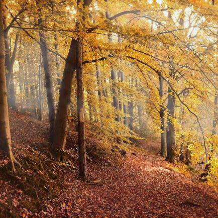 On the trail of nature - the forest adventure tour in Hopfgarten