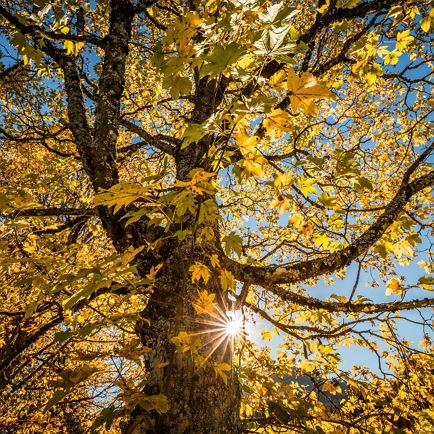 On the trail of nature - the forest adventure tour