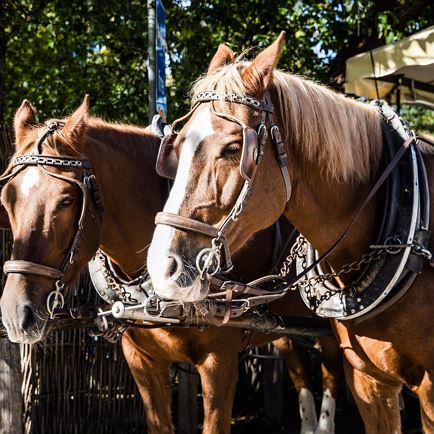 Horse-drawn carriage ride on the Penningberg