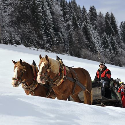 Horse-drawn sleigh ride