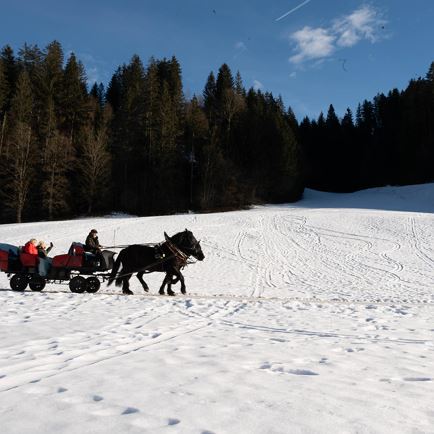 Rit met de paardenslee