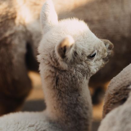 Winterontdekkingstocht met ezels en lama's