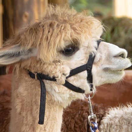 Alpaca hike in Itter