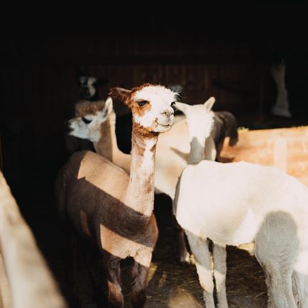 Alpaca wandeling in Itter