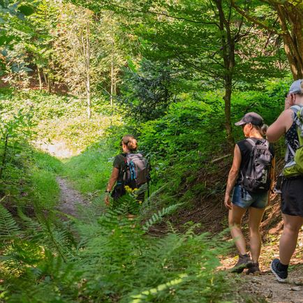 Immune booster forest