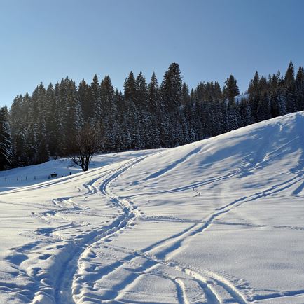 Magical winter walk