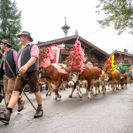 Alpine Cattle Drive in Kelchsau