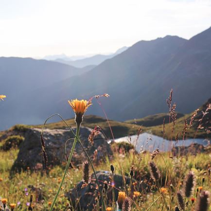 Topgeluk - pure natuur in de Kelchsau