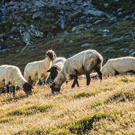 Jubileumtentoonstelling van Tiroolse bergschapen