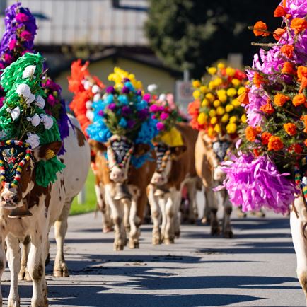 Cattle Drive in Kirchberg