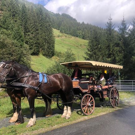 Idyllic horse-drawn carriage ride for the whole family