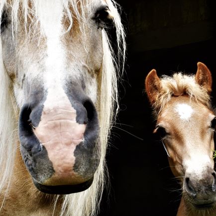 Play & animal afternoon at Hirnbach Hof