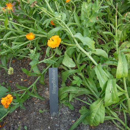 Lucky Herb Walk