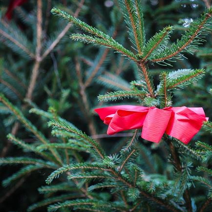 Christbaumversteigerung FFW Mariastein