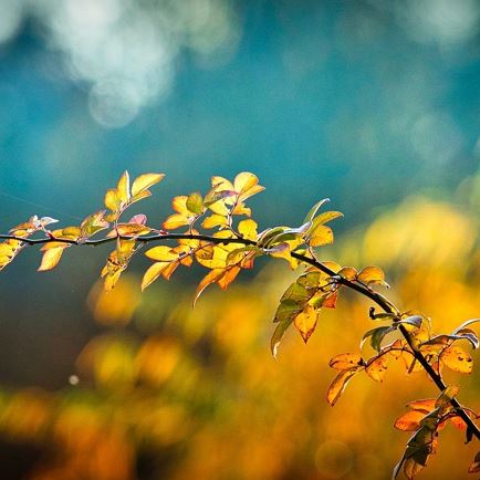 'Herbstzauber' Dankbarkeitsfest