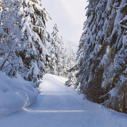 Winterliches Räuchererlebnis: Workshop & Waldwanderung