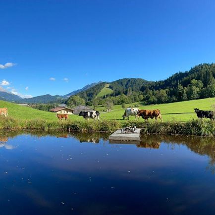 Blick vom Teichhäusel mit unseren Kühen