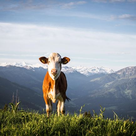 Fruhling-c-TVB-Kitzbuheler-Alpen-Brixental-Fotogra