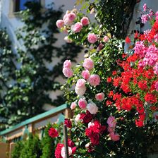 Blumen_Detail Haus außen