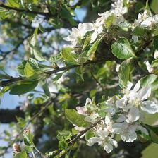 Frühling bei uns