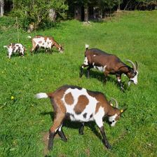 Unsere Tauernschecken