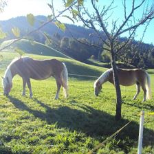 Unsere Tiere am Hof