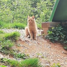 Maurerhof St. Johann in Tirol, Hauskatze