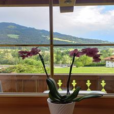 Aussicht vom Appartement zur Choralpe