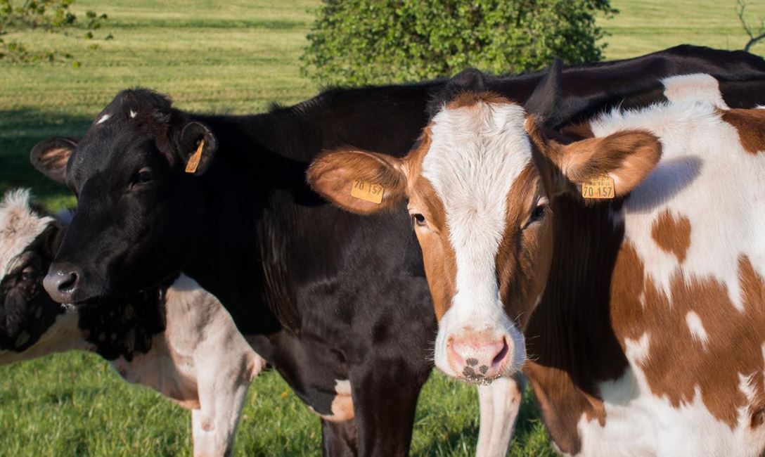 Kühe_(c) pixabay.jpg