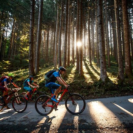 Waldstrecke in Sonne_Radfahren Kitzbüheler Alpen_Erwin Haiden 125239_136226.jpg