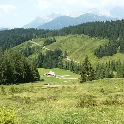 Griessener Almen Runde - Aiblalm Richtung Berglehen / Hochfilzen