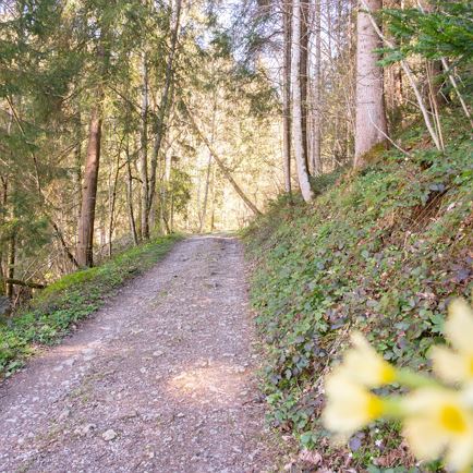 Gsundheitsbründlweg_Frühling_ 2025@ Region Hohe Salve - Larissa Weiskopf (3 von 67).jpg