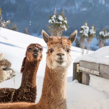 Hundsbichlrunde mit Schneeschuhen