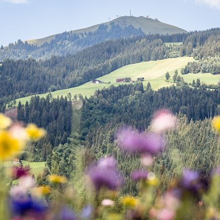 Blumenwiesen in Westendorf (c) TVB Kitzbüheler Alpen-Brixental, Fotograf Mathäus Gartner (5).jpg