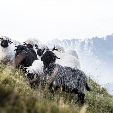 Gampen_Kitzbüheler Alpen - Brixental_Mathäus Gartner_FULL19.jpg