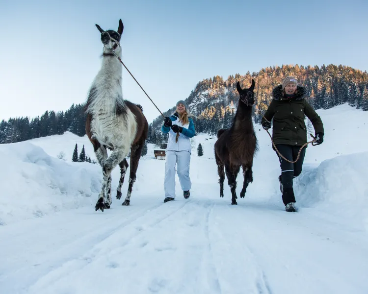 Trekking with deals llamas